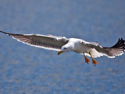 Seagull202108