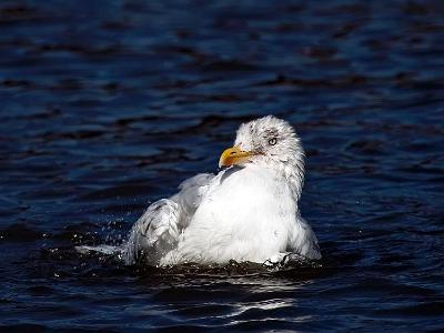 South shields birds 0001