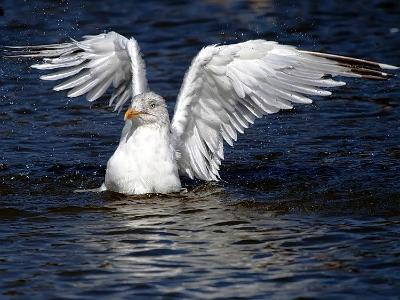 South shields birds 0002