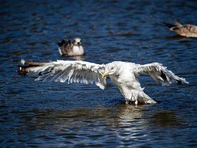 South shields birds 0003