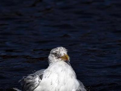 South shields birds 0004