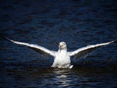 South shields birds 0005