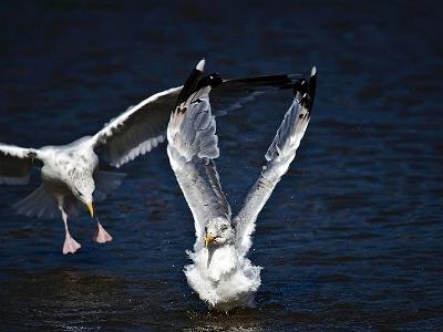 South shields birds 0006