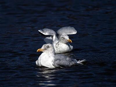 South shields birds 0007