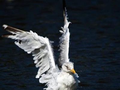 South shields birds 0008