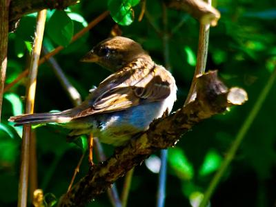 Sparrow202207090016