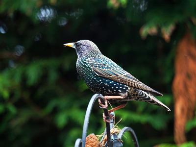 Starling002