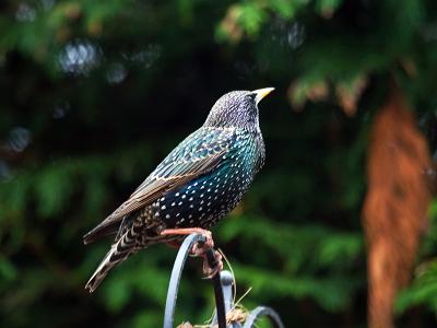 Starling003