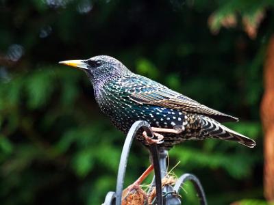 Starling004