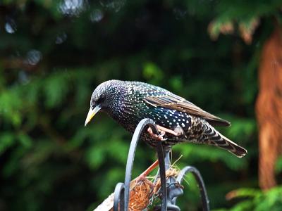 Starling005