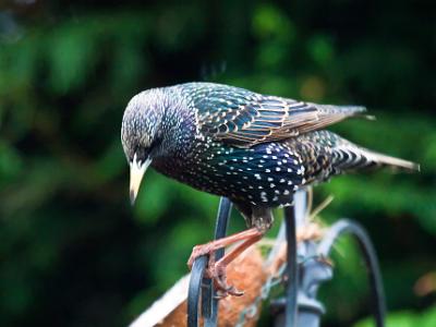 Starling006