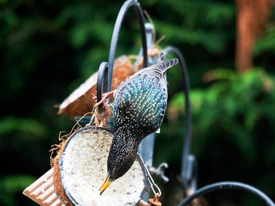 Starling007