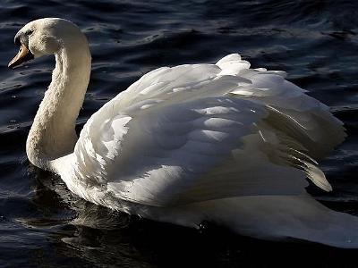 Swan (3