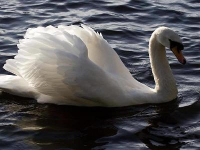 Swan (5)