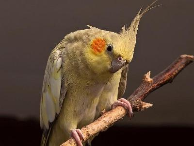 cockatielboct09 0008