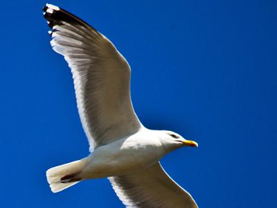 seagul001