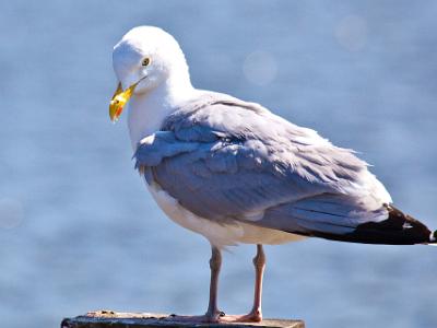 seagul003