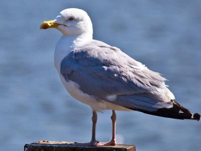 seagul004