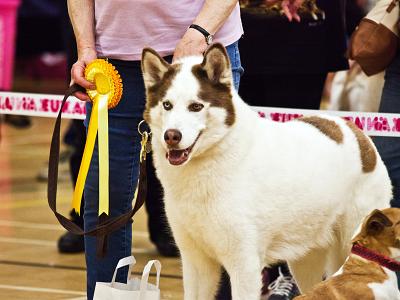 Brysons-Dog-Show 0011