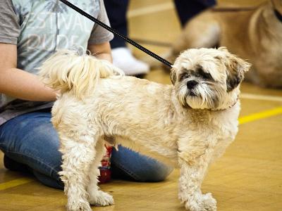 Brysons-Dog-Show 0038