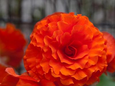 Begonia-Orange2021-07-10-001