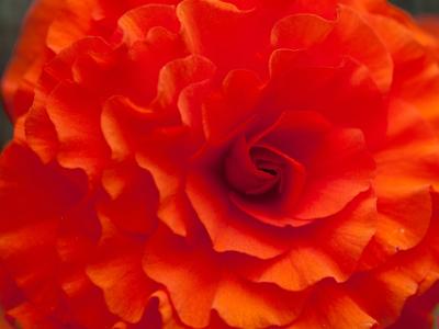 Begonia-Orange2021-07-10-002