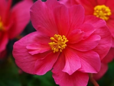 Begonia-Pink2021-07-10-001