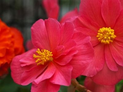 Begonia-Pink2021-07-10-002