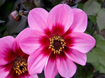 Dahlia pinklarge