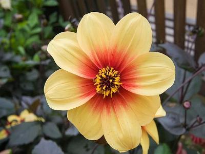 Dahlia yellowlarge