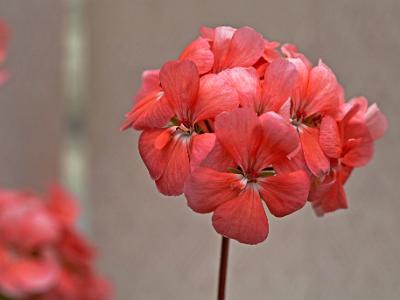 Geranium-peach2021-07-10-001