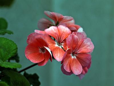 Geranium-peach2021-07-10-002