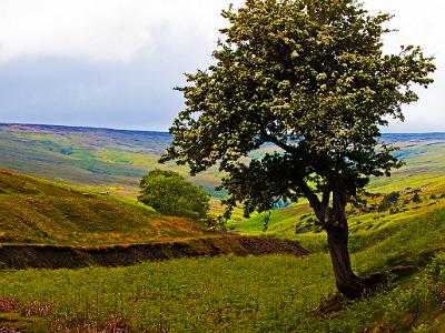 Teesdale2021-06-16-005